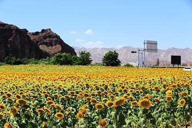 《野狗子》由开放式地图设计转变为当前的区域模式
